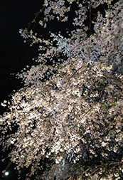 六義園「しだれ桜と大名庭園のライトアップ」の幻想的な夜桜をご紹介！